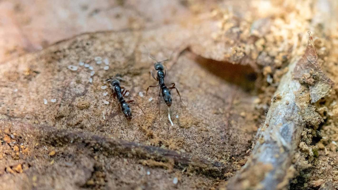 Two black Asian needle ants are walking on a brown, textured surface with bits of soil and leaves.
