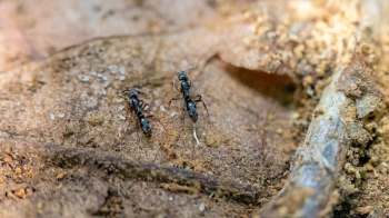 Two black Asian needle ants are walking on a brown, textured surface with bits of soil and leaves.
