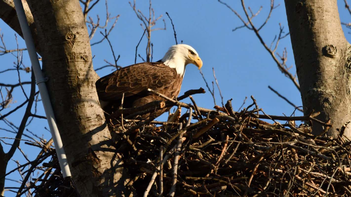 A bald eagle perched on its nest among tree branches against a clear blue sky.