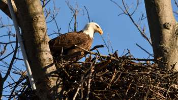 A bald eagle perched on its nest among tree branches against a clear blue sky.