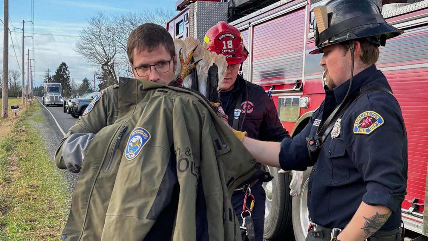 A man assists an injured bald eagle while firefighters gather nearby.
