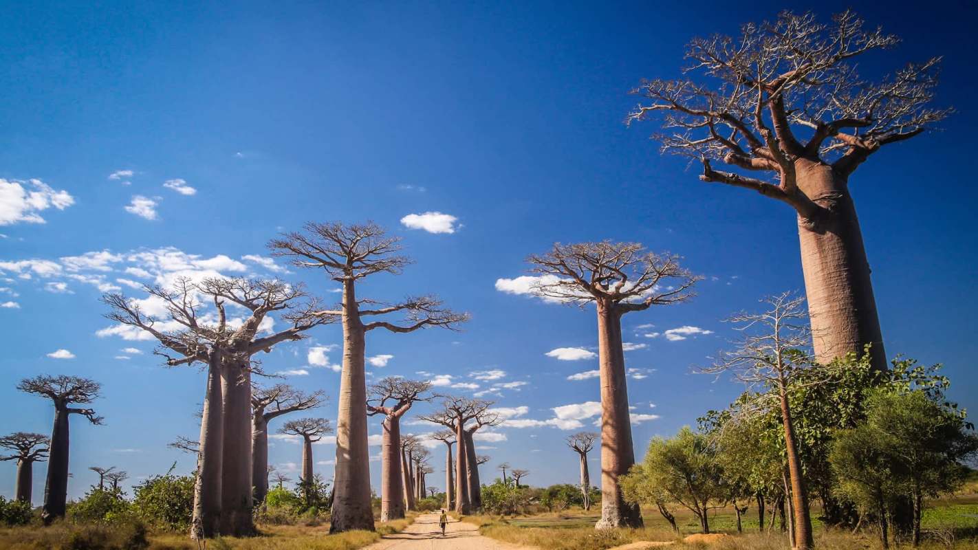 Baobab trees in Madagascar.