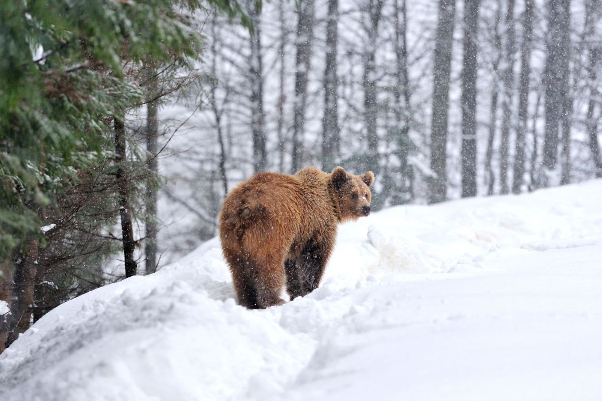 A brown bear stands in the snow, surrounded by trees, with snowflakes gently falling around it.