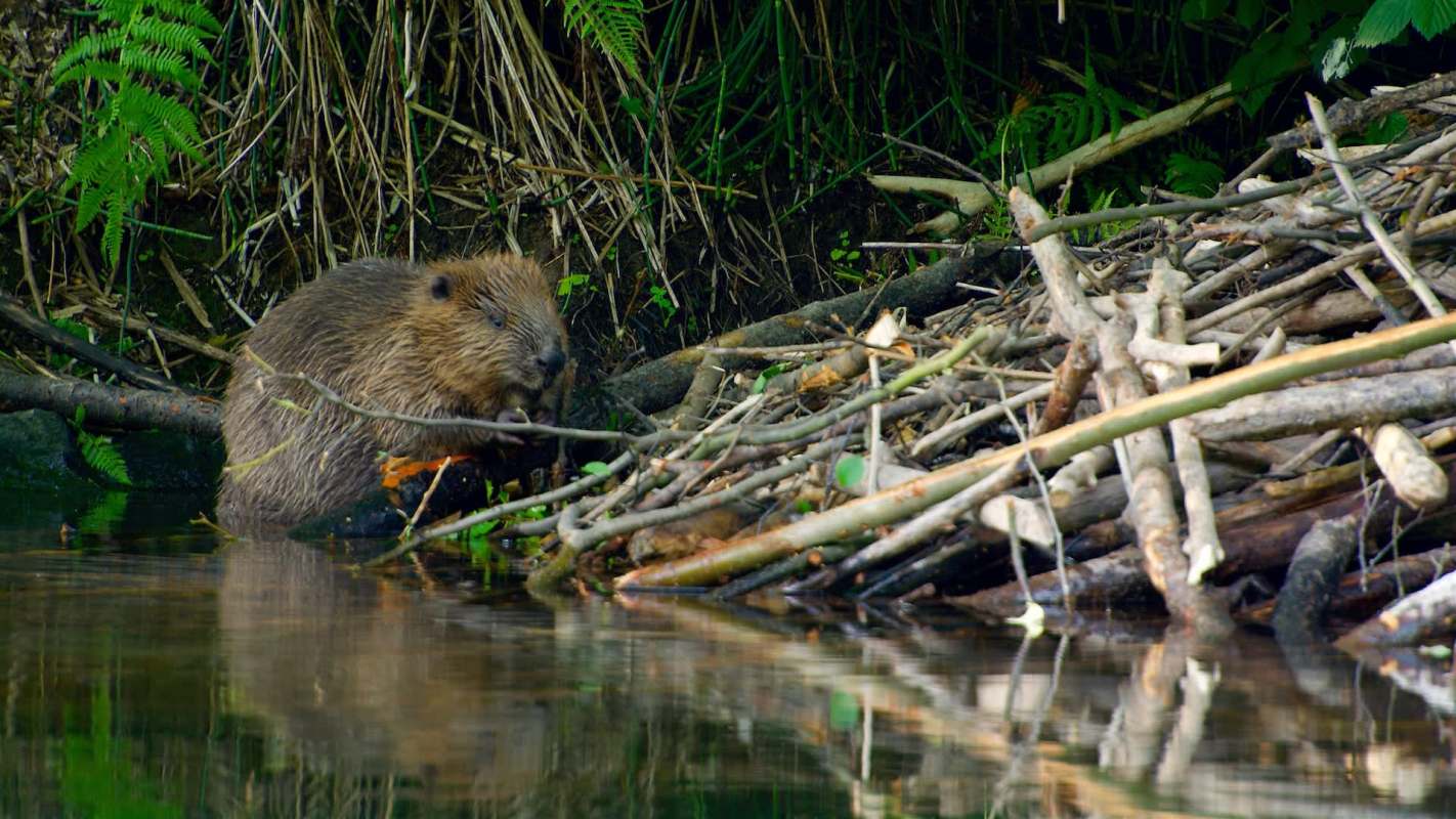 A beaver sits beside a pile of sticks and branches near the water's edge, surrounded by greenery.