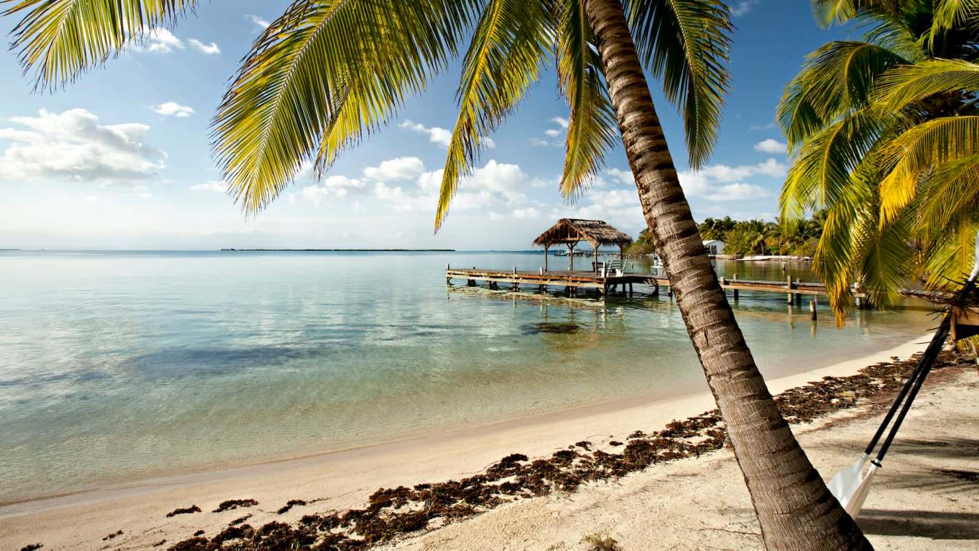 A tranquil beach scene of Belize island with palm trees, a wooden dock, and clear water under a bright blue sky.