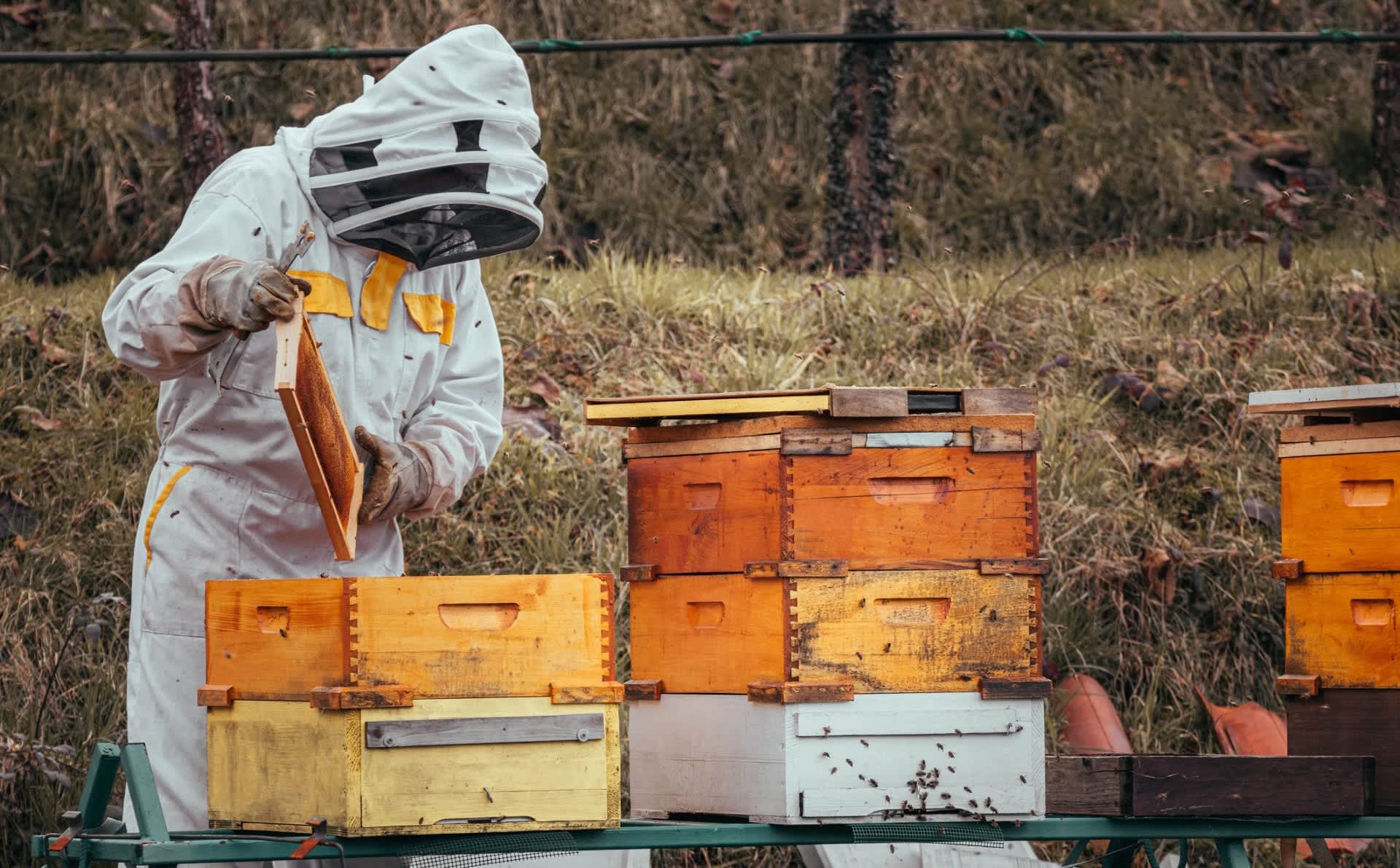 Massive honeybee deaths can't deter government from shutting nation's top 'bee lab'