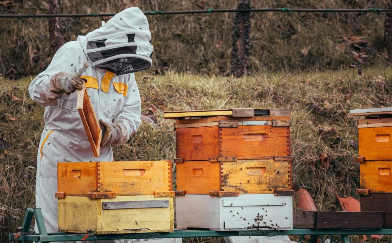 A beekeeper in protective gear inspects a honeycomb frame near colorful beehives in a grassy area.