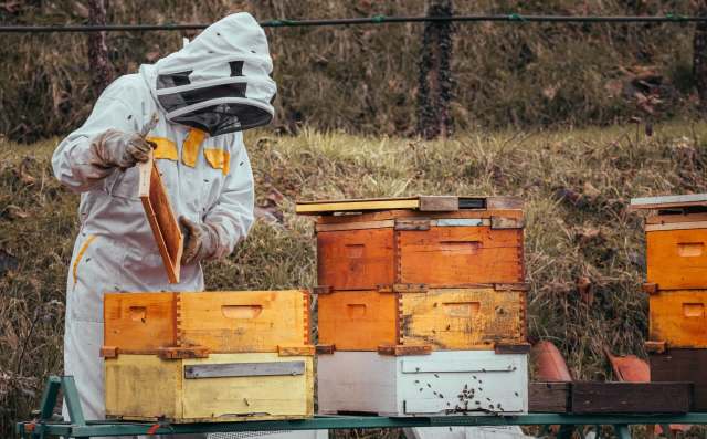 A beekeeper in protective gear inspects a honeycomb frame near colorful beehives in a grassy area.