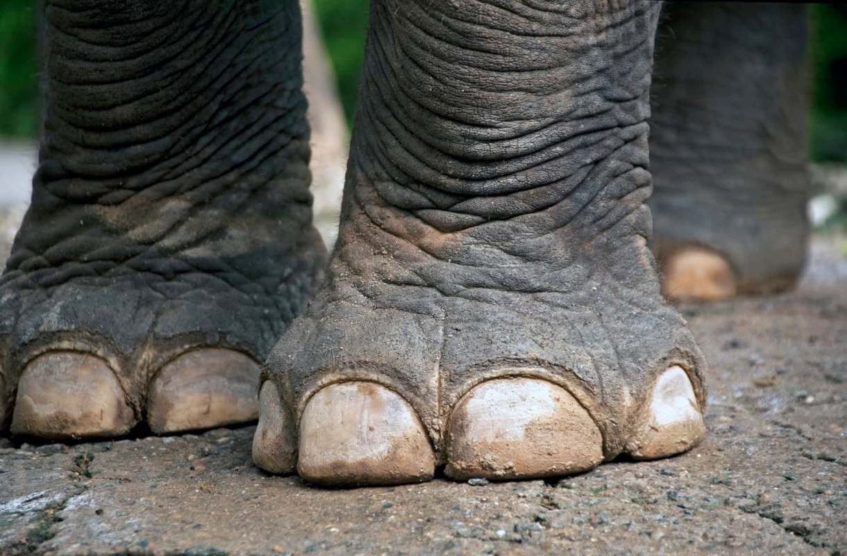 Close-up of an elephant's feet showing wrinkled skin and distinct toenails on a rocky surface.