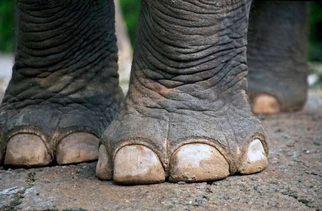 An elephant's feet on soil.