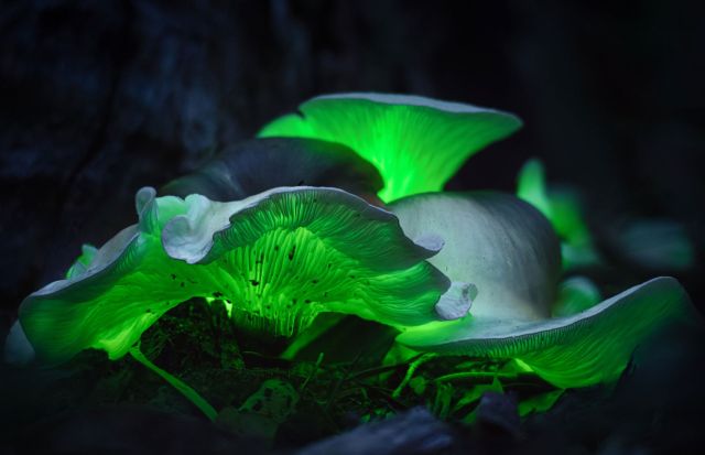 Glowing plants.