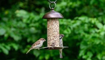 Two small birds perched on a bird feeder filled with seeds, surrounded by lush green foliage.