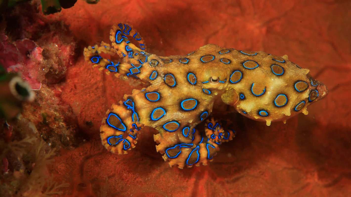 A blue-ringed octopus resting on a vibrant coral reef background.