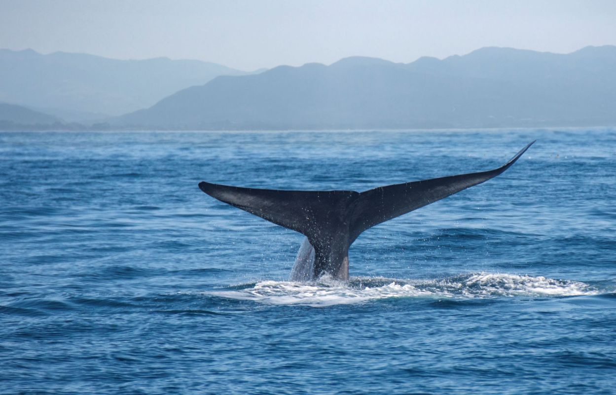 A blue whale's tail just above the water.