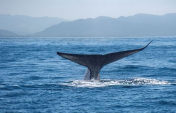A blue whale's tail just above the water.