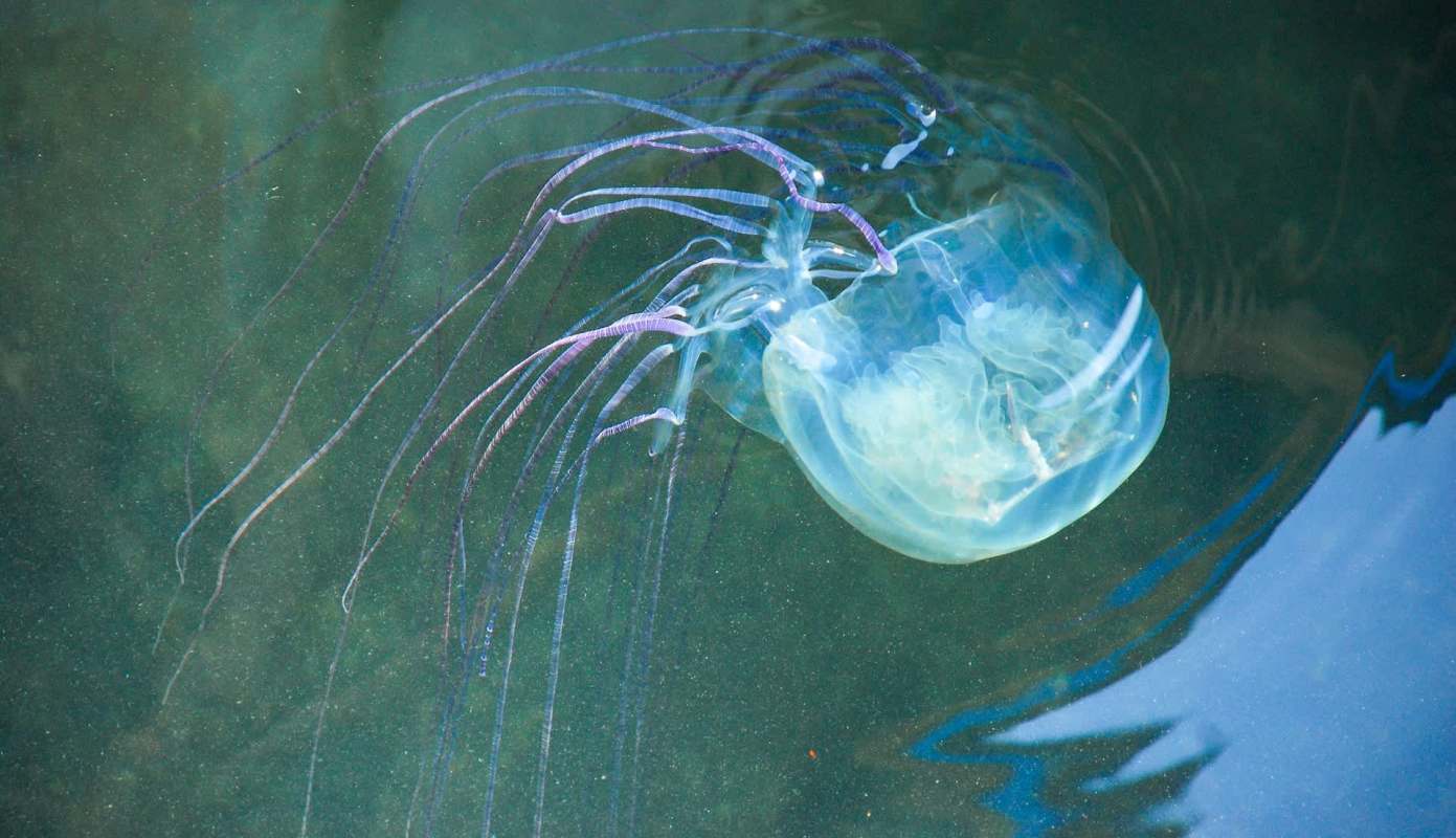 A translucent box jellyfish drifts through calm, blue-green water.