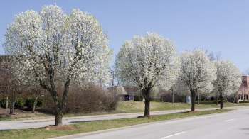 Flowering Bradford pear trees with white blossoms line a suburban street under a clear blue sky.