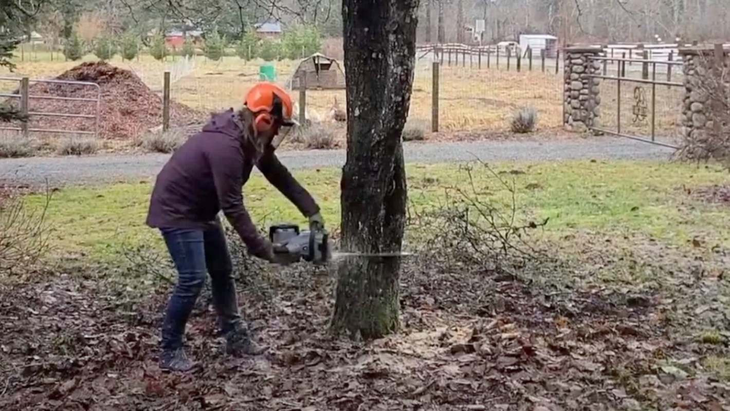 A person in safety gear uses a chainsaw to cut down a tree in a grassy area near a fenced farm.