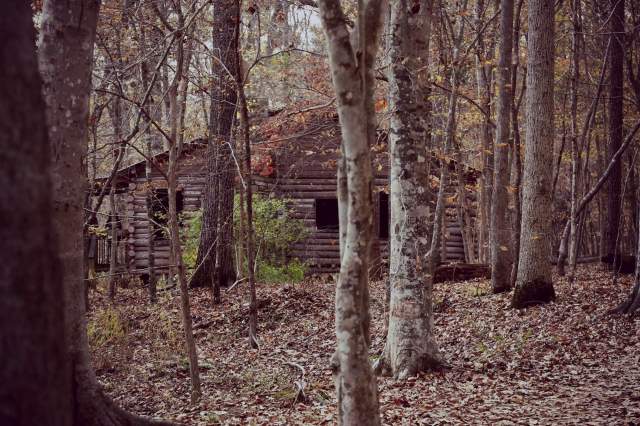An abandoned log cabin surrounded by trees in a forest during autumn.
