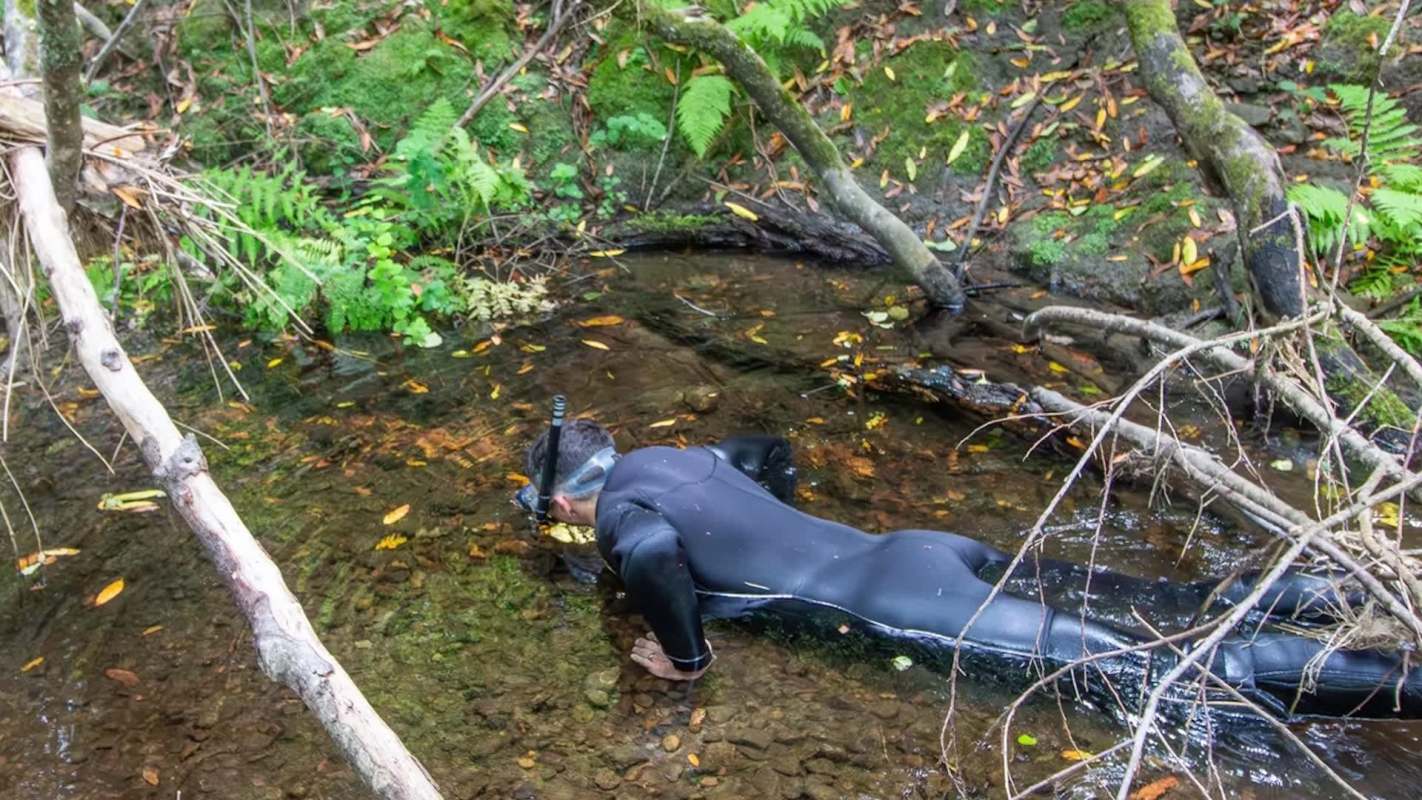 A person in a wetsuit snorkeling in a shallow, clear stream surrounded by greenery and fallen leaves.
