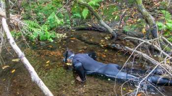 A person in a wetsuit snorkeling in a shallow, clear stream surrounded by greenery and fallen leaves.