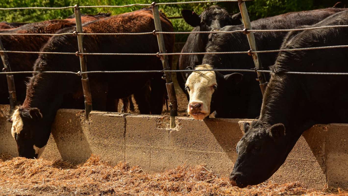 A group of cows leaning over a feeding trough in a barn, with sunlight filtering through the surrounding greenery.
