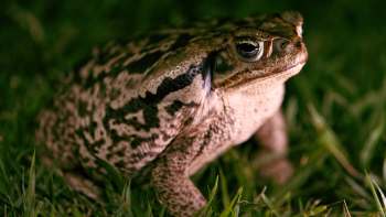 A close-up of a cane toad sitting on green grass, showcasing its textured skin and prominent features.