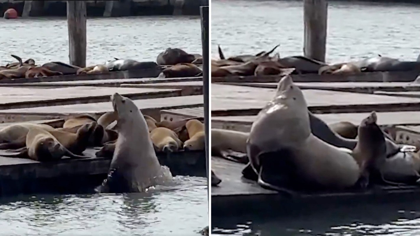 A group of sea lions lounging on a dock, with one exceptionally large sea lion standing and vocalizing.