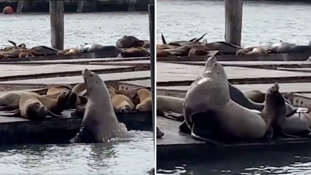 Sea lions on a dock. One exceptionally large sea lion howls.