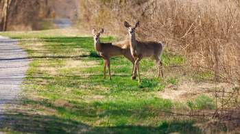 Two white-tailed deer stand on a grassy path, surrounded by sparse trees and dried vegetation.