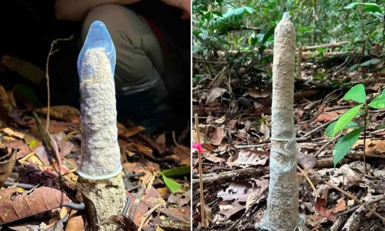 Two clay towers in a forest are covered by a blue condom, surrounded by leaves and forest floor debris.