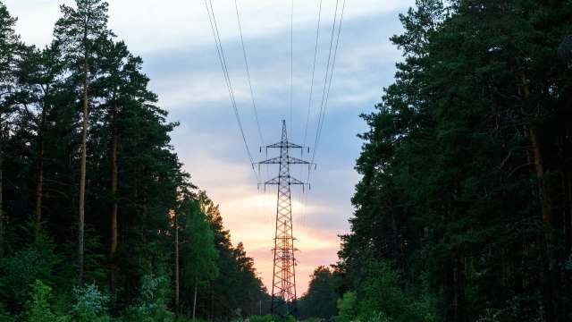 A power line stands between tall trees.