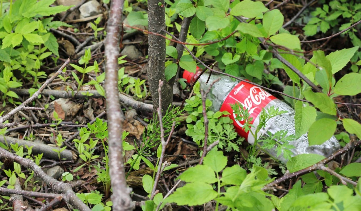 A discarded Coca-Cola bottle lies among green plants and twigs in a natural setting.