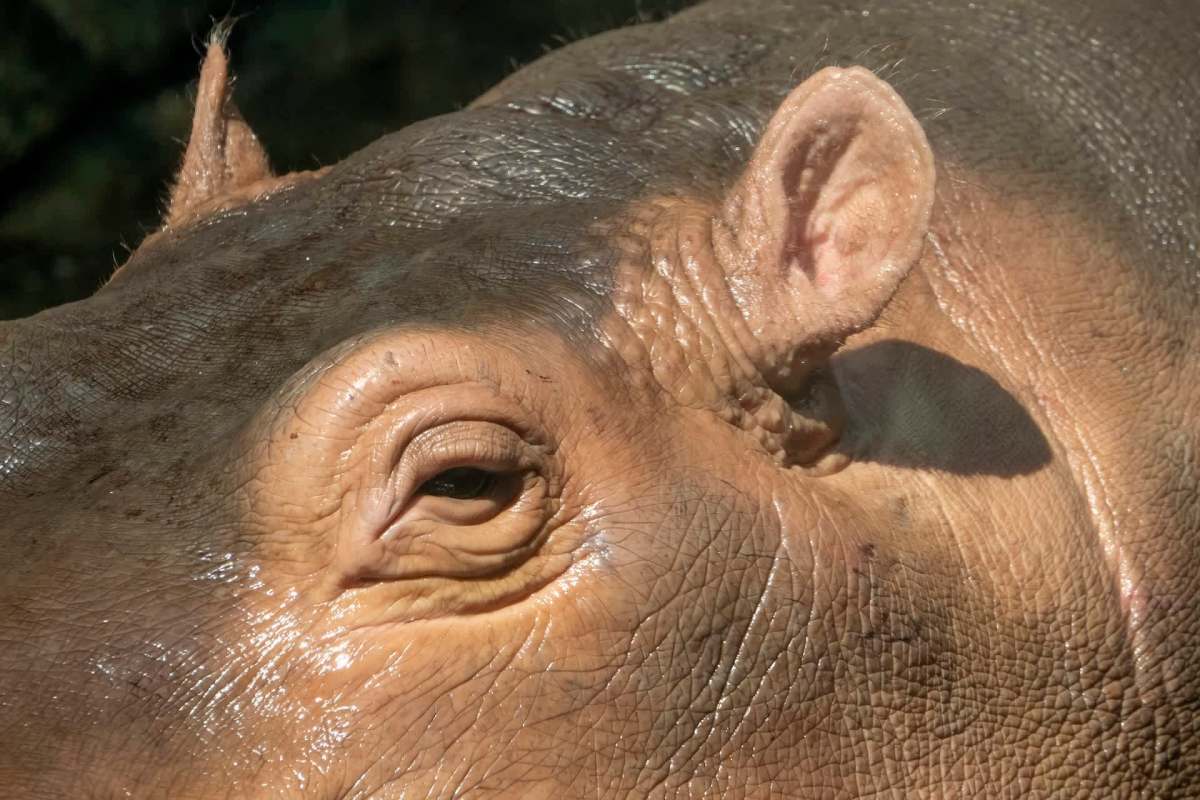 Close-up of a hippo's face, showcasing its eye, ear, and textured skin glistening in the sunlight.