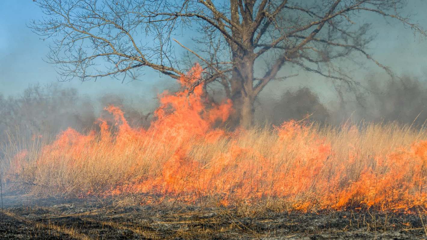 In a prescribed burn, a wildfire burns through dry grassland with a tree in the background and smoke rising into the sky.