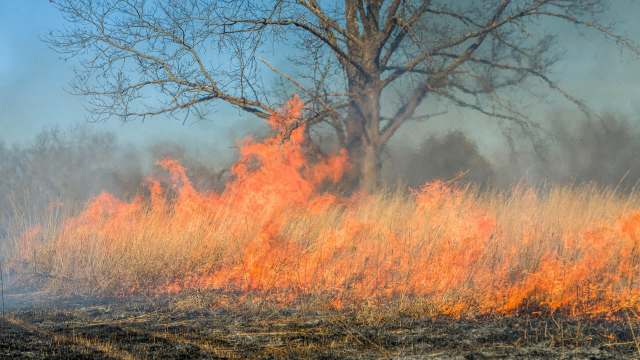 In a prescribed burn, a wildfire burns through dry grassland with a tree in the background and smoke rising into the sky.