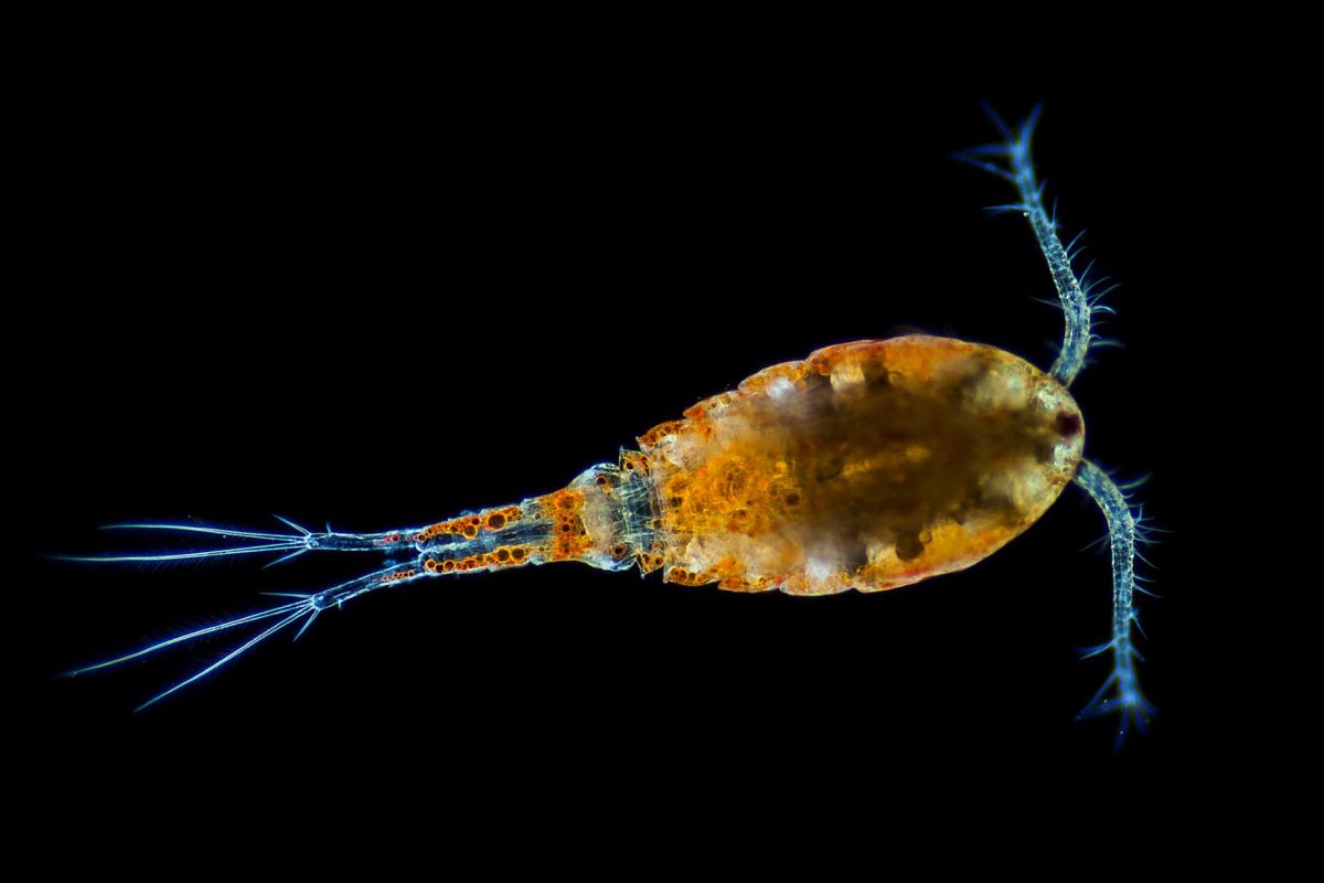 A copepod, which is a tiny yellow, blue, and orange freshwater crustacean.