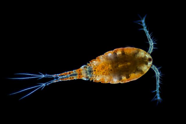 A copepod, which is a tiny yellow, blue, and orange freshwater crustacean.