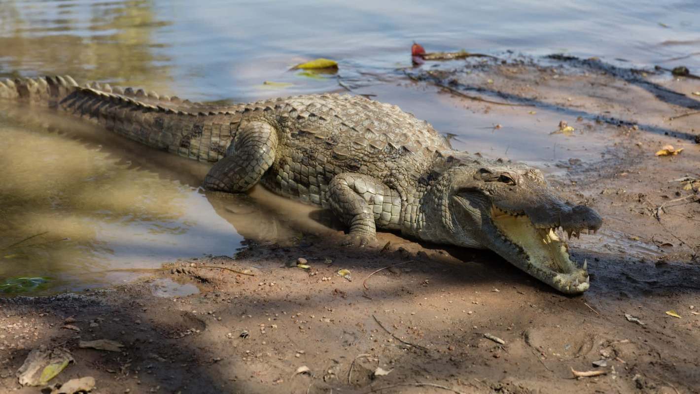 A crocodile rests in shallow water.