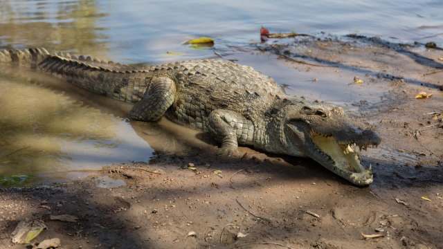 A crocodile rests in shallow water.