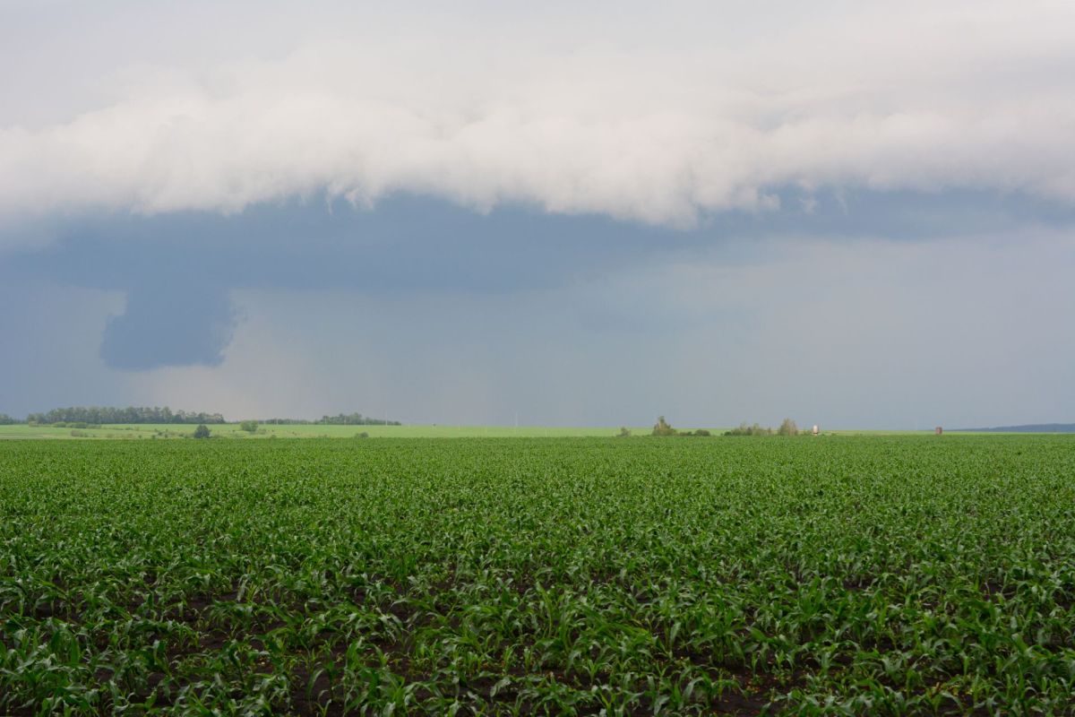 A wide field of green corn plants under a dark, cloudy sky with hints of rain in the distance.
