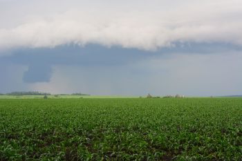A wide field of green corn plants under a dark, cloudy sky with hints of rain in the distance.