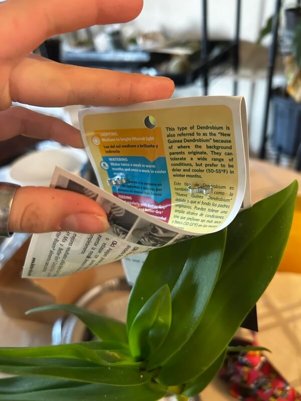 An orchid leaf with an information label stabled through it.