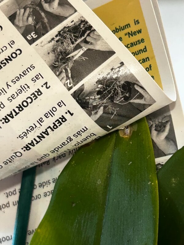 A closer view of the damage done by the staple to the plant's leaf.