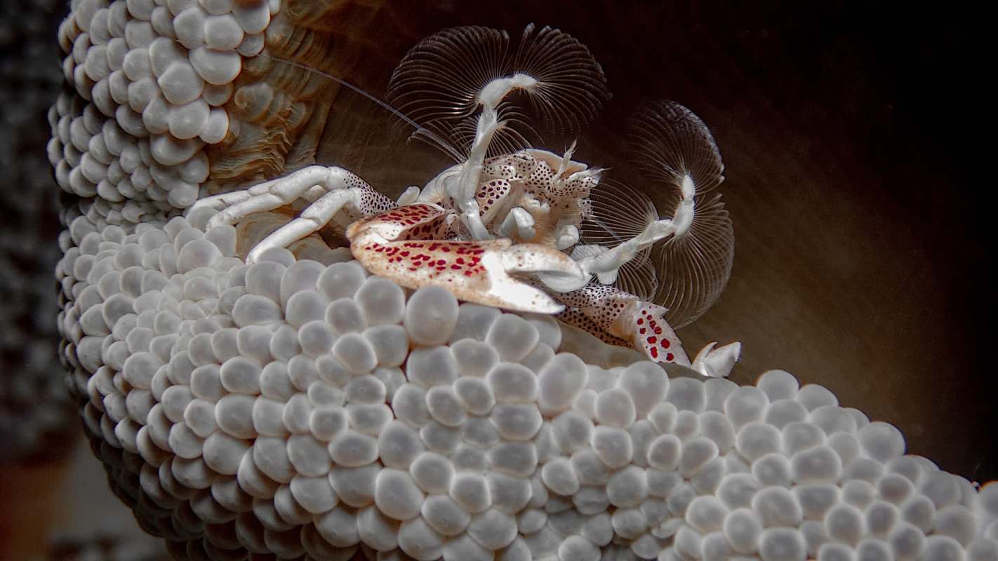A close-up of a white porcelain anemone crab with red spots sitting among white coral-like structures.