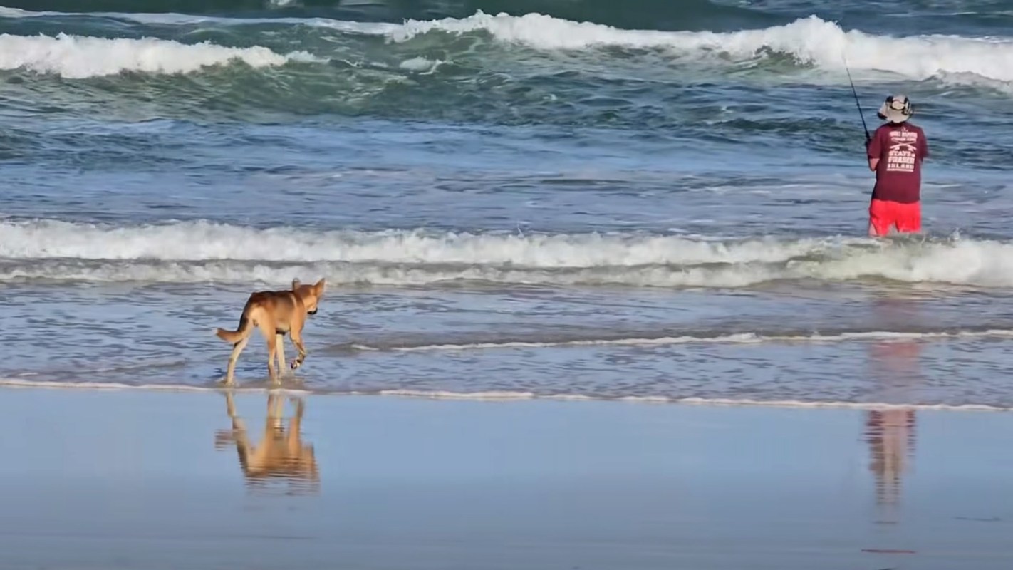 A dog walks along the shoreline while a fisherman casts a line into the waves.
