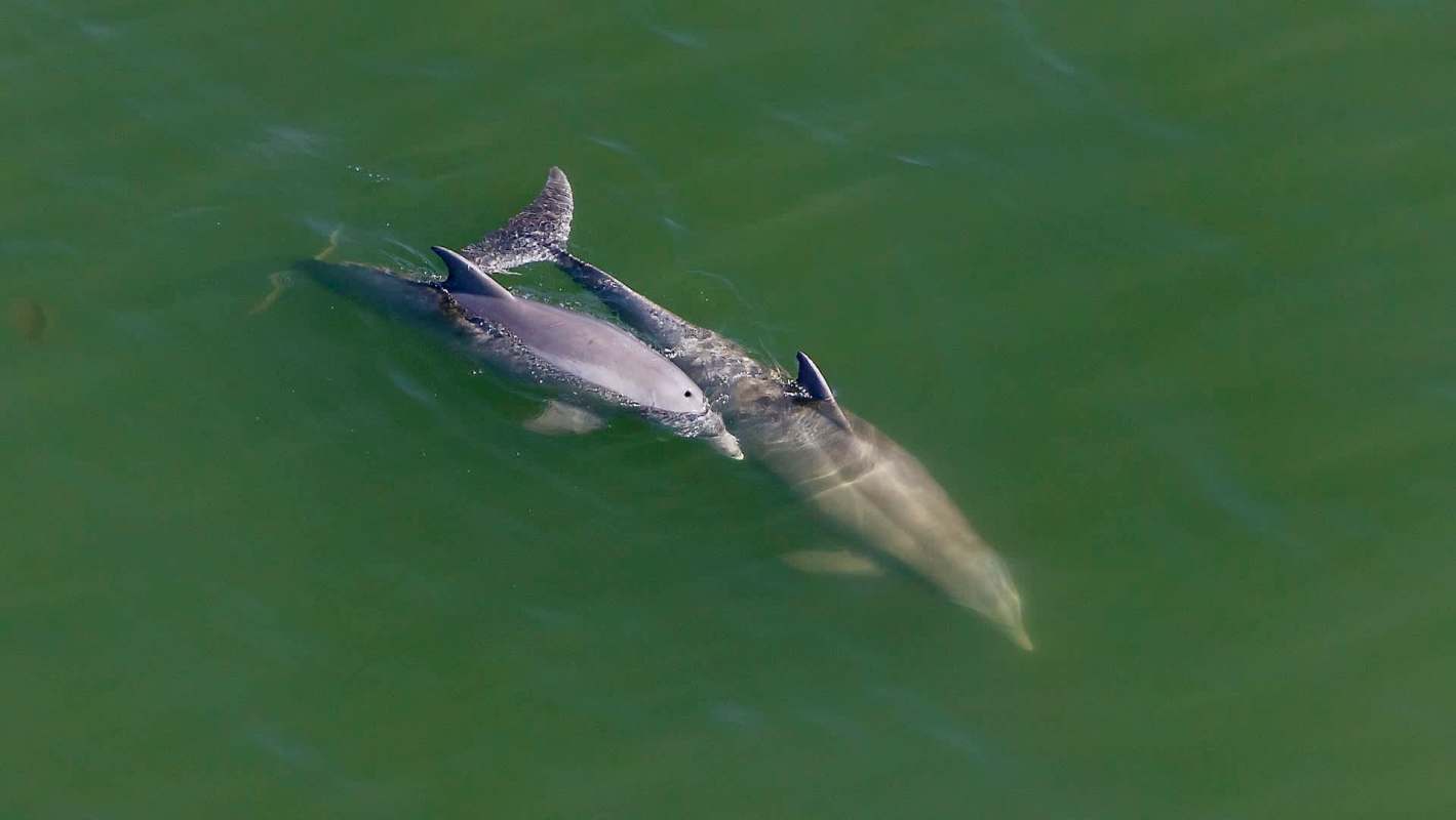 A dolphin calf swims close to their mother in dark green water.