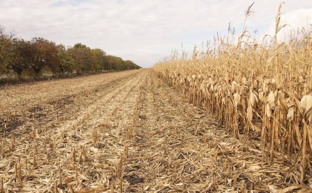 A field of plants undergoing crop failure.