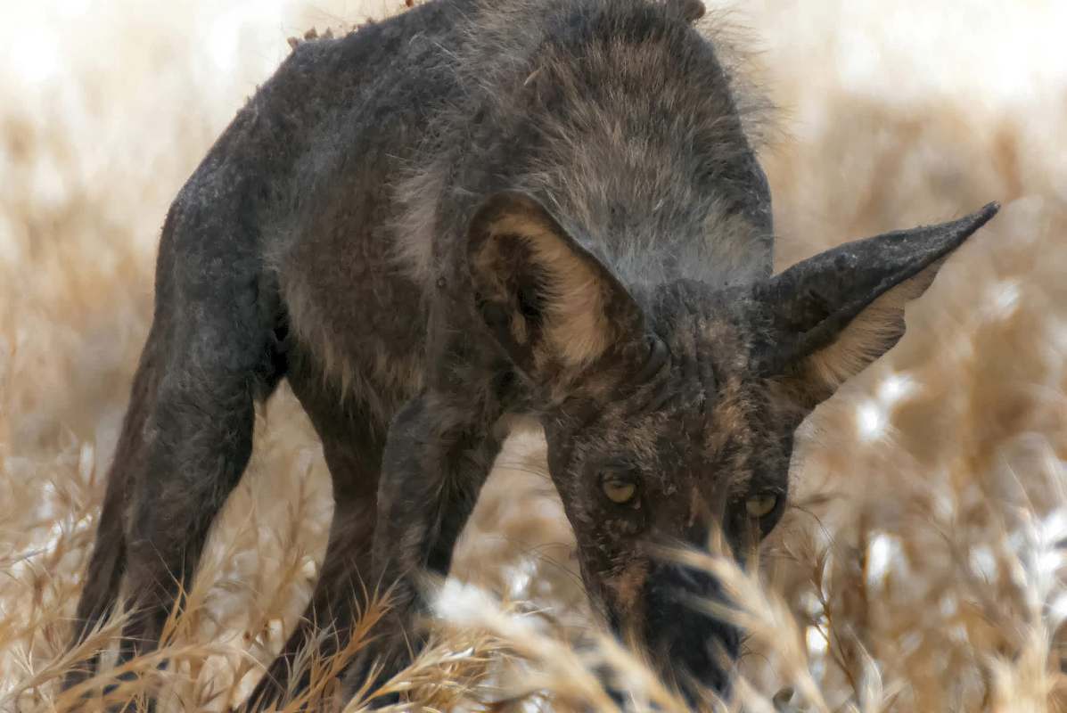 A close-up of a dark, young coyote, possibly with skin disease, sniffing through tall, dry grass in a sparse landscape.