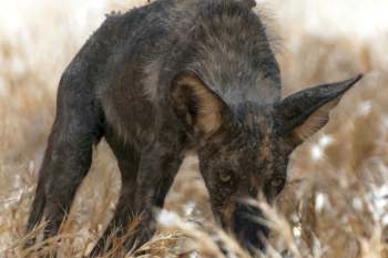 A close-up of a dark, young coyote, possibly with skin disease, sniffing through tall, dry grass in a sparse landscape.